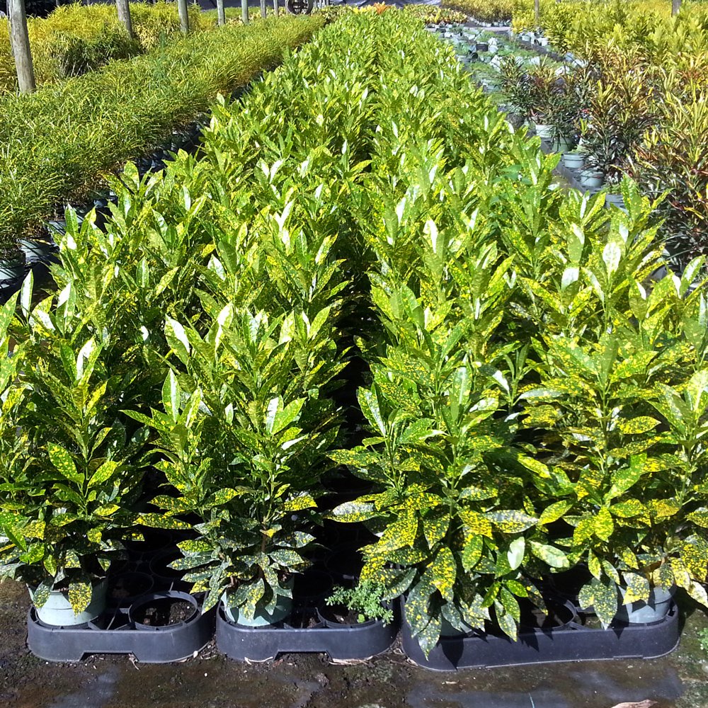 Codiaeum Variegatum 'Gold Dust' - 5 Live Plants in 4 Inch Pots - Easy Care Indoor Houseplant for Home & Office Decor | Perfect for Living Rooms, Bedrooms & Gift Giving