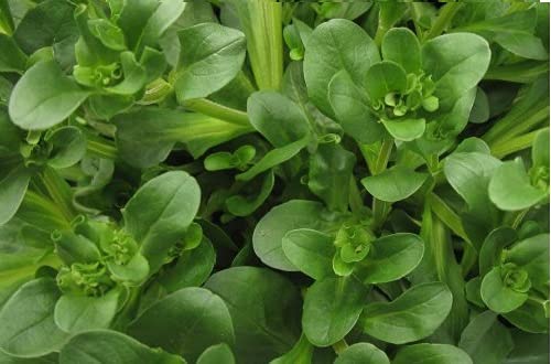 100 Seeds Dutch Corn Salad Lambs Lettuce Mache - Heirloom Non-GMO Fresh Sharp Flavor Salad Greens for Home Garden, Gourmet Dishes & Healthy Eating