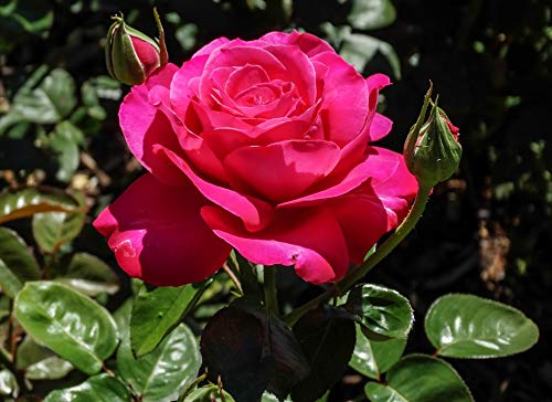 Red Rose Nature Poster - 12x18 Inch Laminated Floral Wall Art for Home & Garden Decor | Perfect for Living Room, Bedroom, Office & Gift Giving