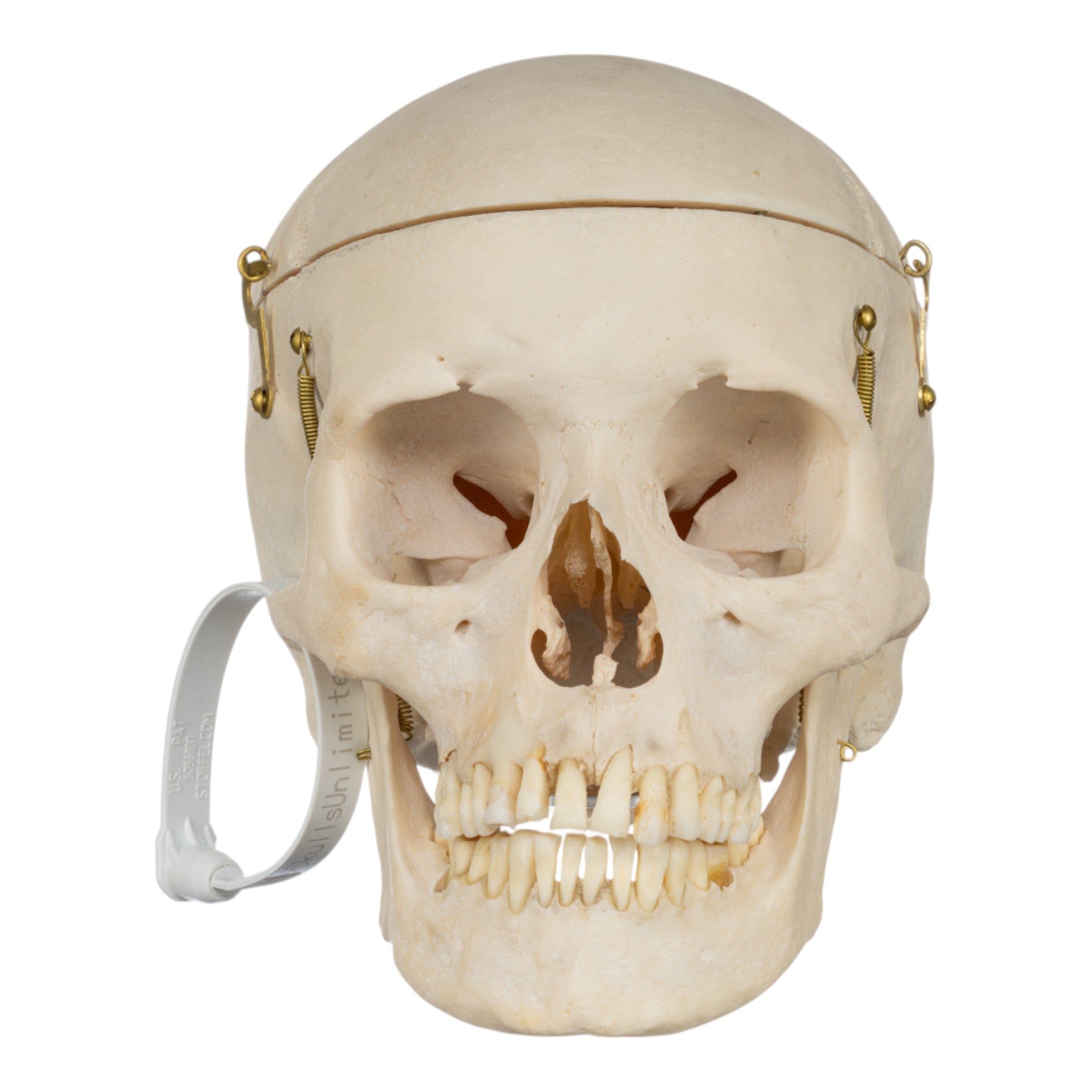 Real Human Half Skeleton Disarticulated - Anatomical Model for Medical Students, Science Classrooms & Halloween Decor