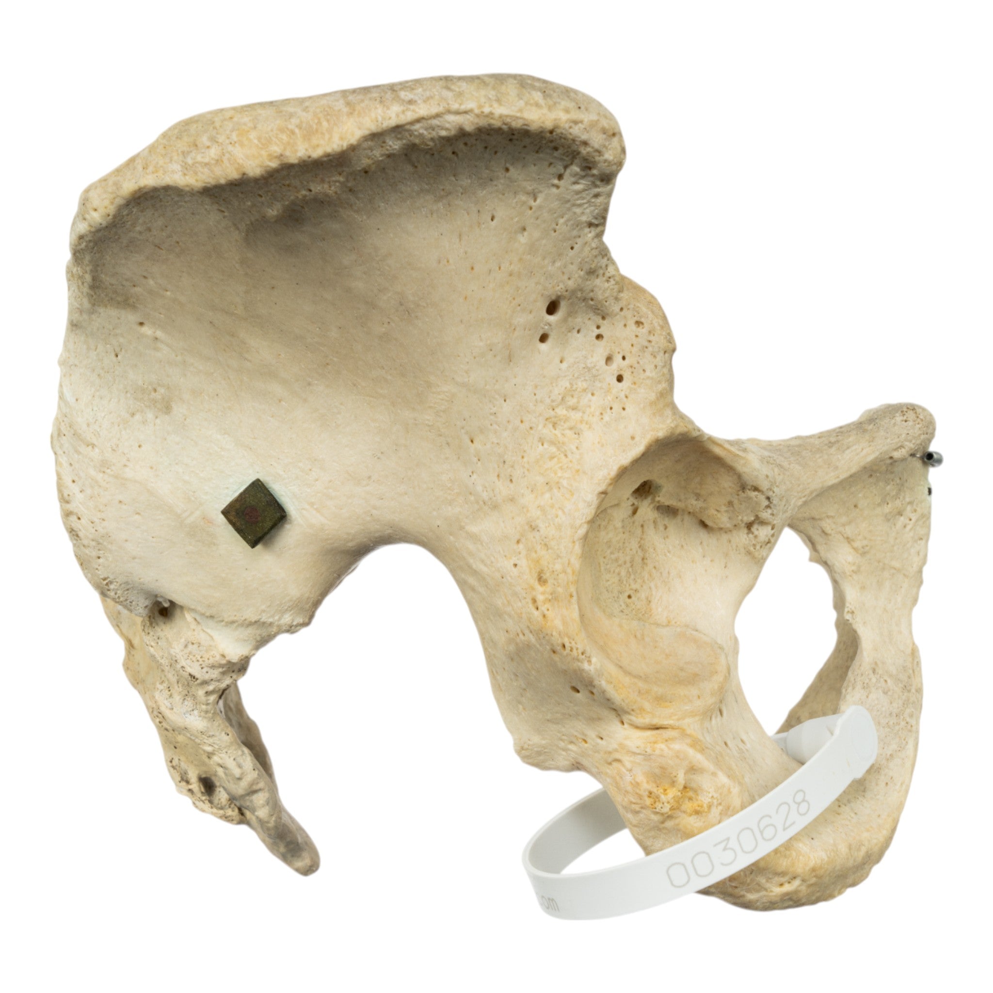 Real Human Pelvis and Sacrum Articulated - Anatomical Model for Medical Education, Study, and Display