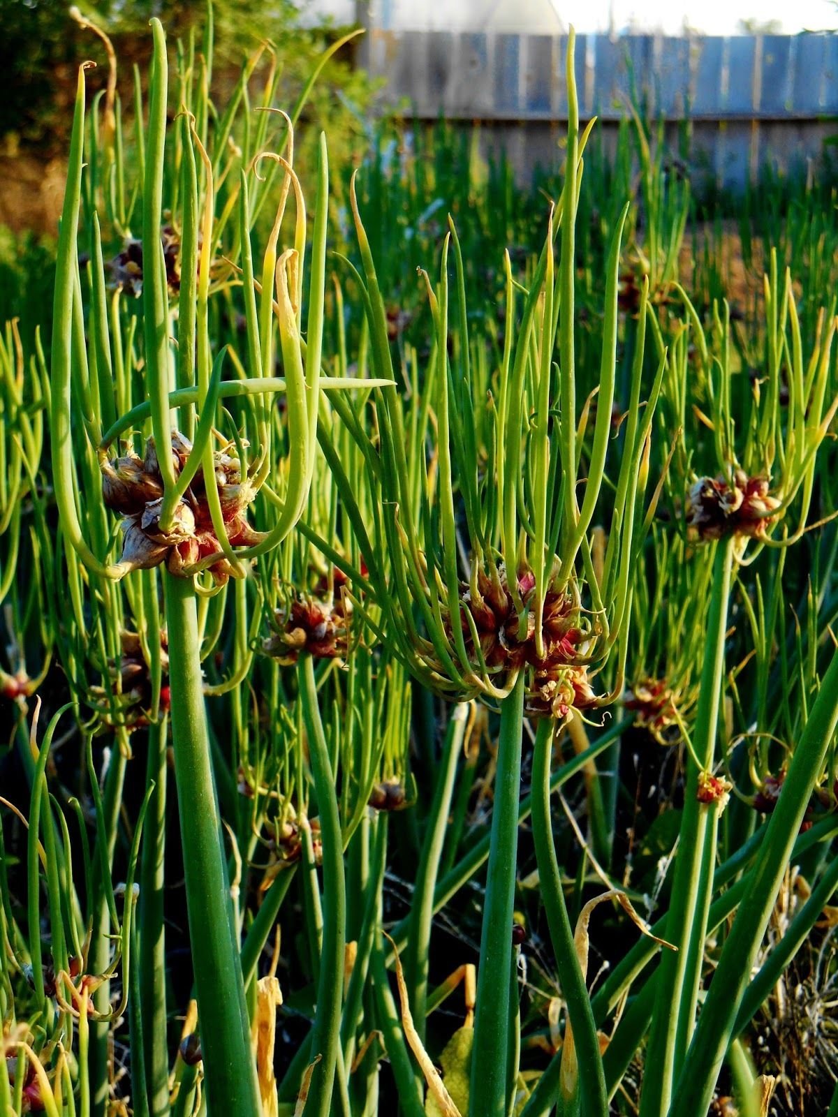 Egyptian Walking Onions - Easy to Grow Perennial Allium Bulbils (6 Pack) for Home Garden, Cooking & Unique Landscaping