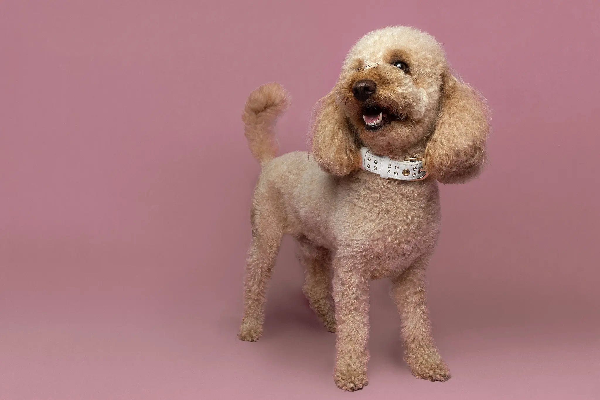 Vegan Leather Rhinestone Dog Collar - Piñatex® Eco-Friendly White Snow Design | Perfect for Pet Fashion & Special Occasions