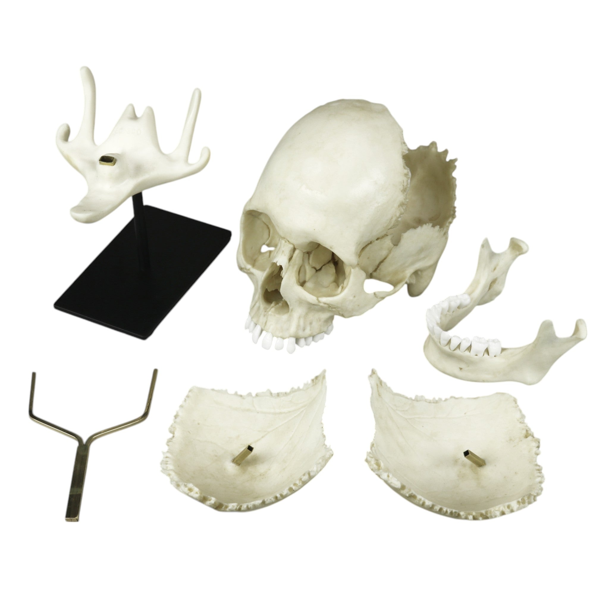 Authentic Replica Human Medical Study Skull - Articulated & Detailed Anatomy Model for Medical Students, Doctors & Science Education | Perfect for Classroom, Lab & Home Study