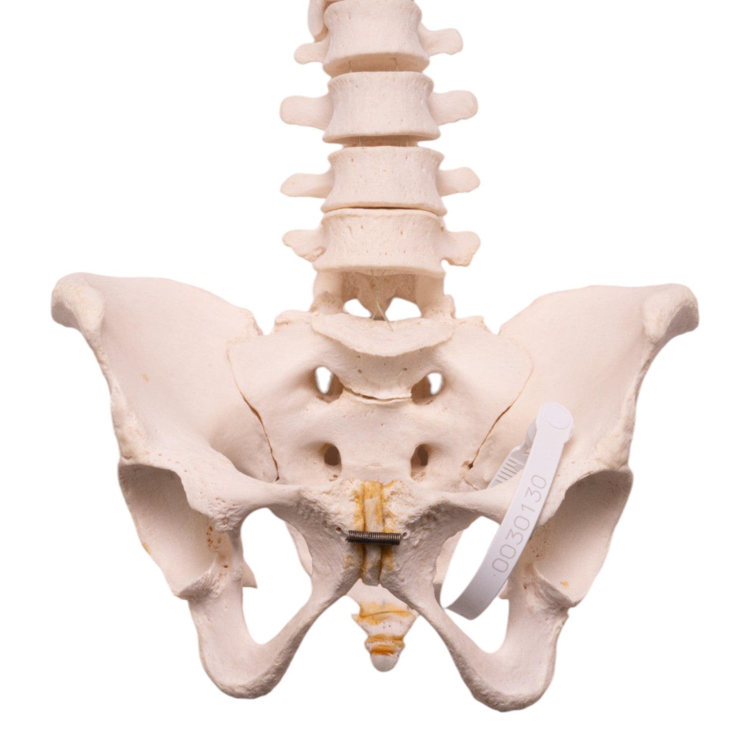 Authentic Real Human Spine, Sacrum & Pelvis Model - Medical Anatomy Study, Chiropractic Training, and Classroom Demonstration