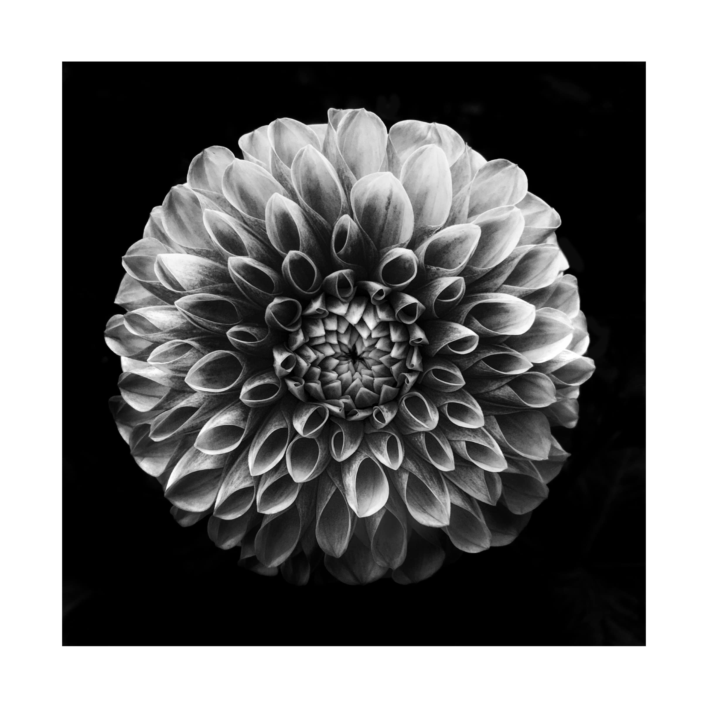 Trademark Fine Art 'Dahlia' Canvas Wall Art by Lotte Gronkjaer - Floral Home Decor for Living Room, Bedroom & Office