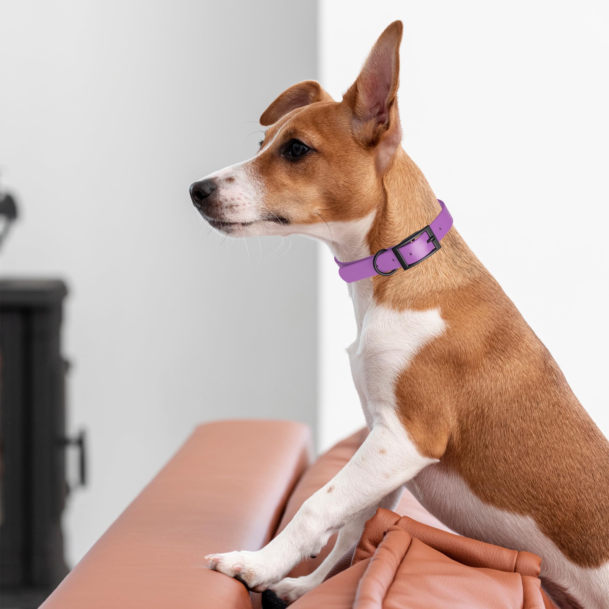 **Premium Waterproof Biothane Dog Collar - Durable Coated Nylon Webbing with Black Hardware | Odor-Proof, Easy to Clean & Low Maintenance | Fits Small, Medium & Large Dogs | Amethyst Purple | Perfect for Outdoor Adventures, Hiking & Swimming**
