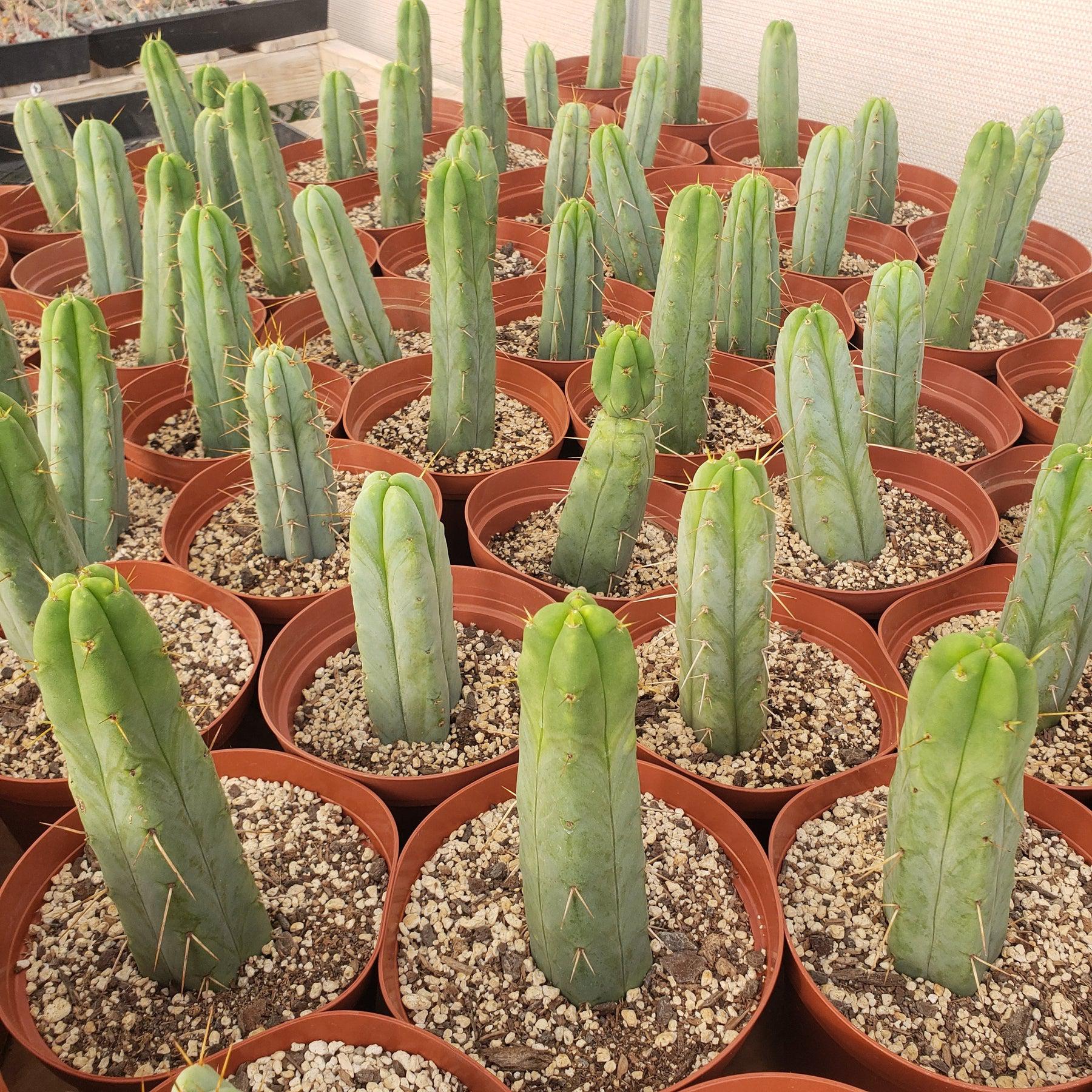 EC134 EXACT Trichocereus Bridgesii Jiimz Cactus - Live Potted Plant (Approx. 6-8 Inches) for Home Decor, Office Desk & Succulent Garden