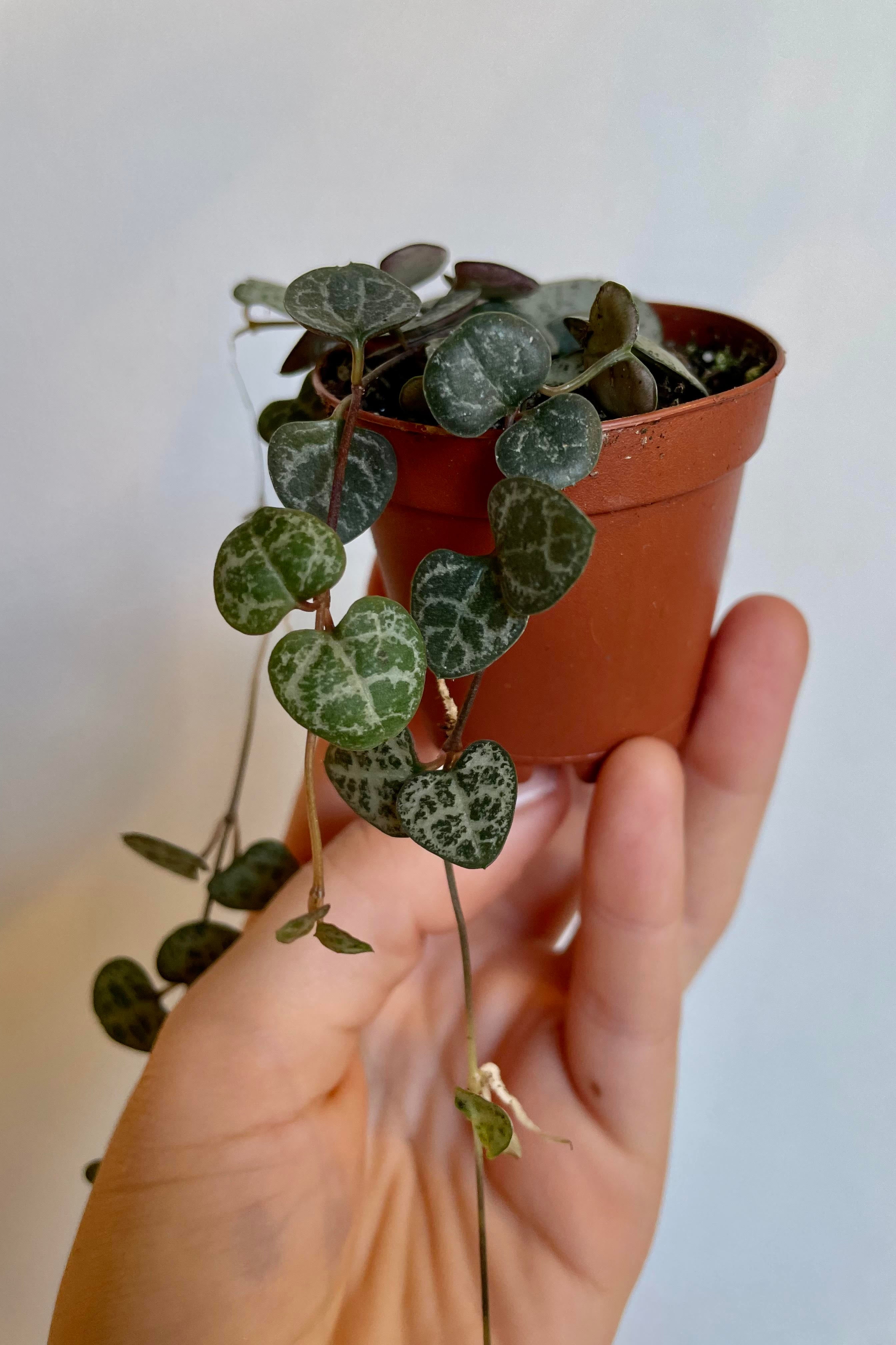 Ceropegia Woodii String of Hearts - Live Hanging Succulent Plant for Home & Office Decor | Perfect for Indoor Gardens, Shelves, and Gift Giving