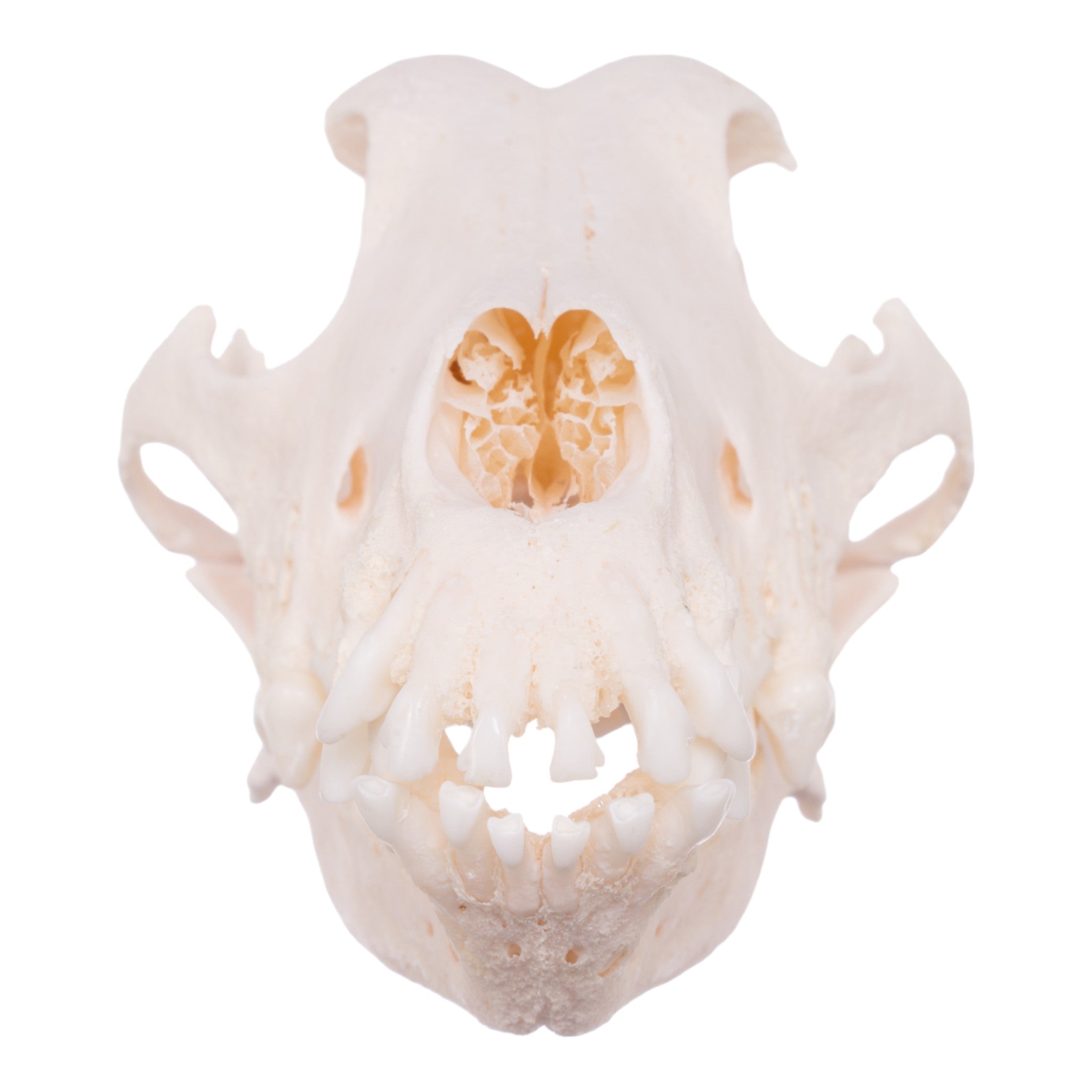 Authentic Shetland Sheepdog Skull - Real Domestic Dog Skull with Periodontal Details | Veterinary Study, Animal Anatomy Display, Halloween Decor