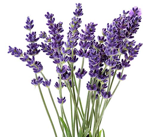 Lavender Essential Oil for Aromatherapy - 100% Pure & Natural - Glass Bottle with Dropper (1 oz / 30 ml) - Perfect for Diffusers, Massage, Relaxation & Stress Relief