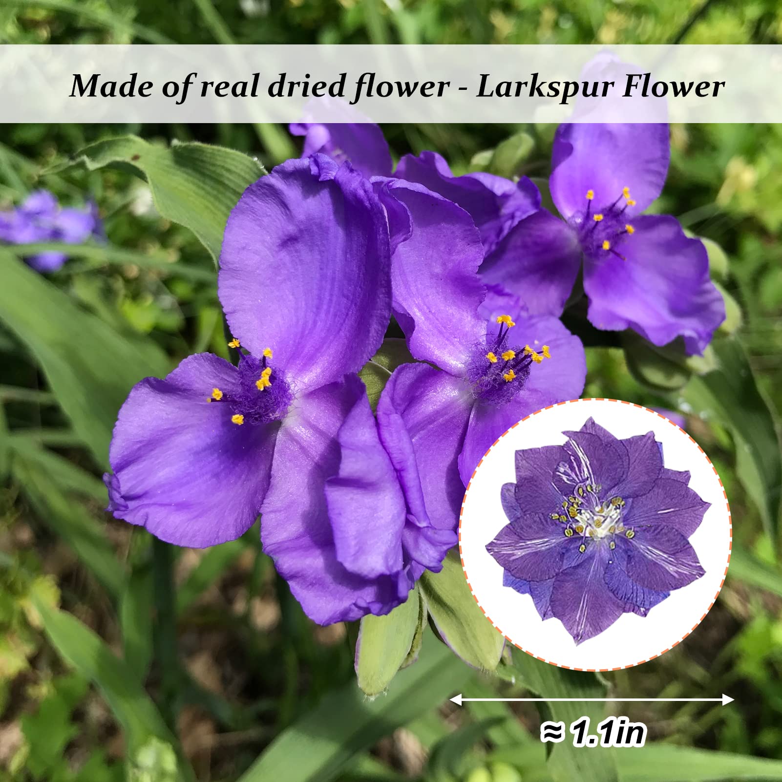 60PCS Natural Purple Pressed Dried Larkspur Flowers (Delphinium) for Resin Art, DIY Crafts, Candle Making - Perfect for Home Decor, Wedding Bouquets & Scrapbooking Projects