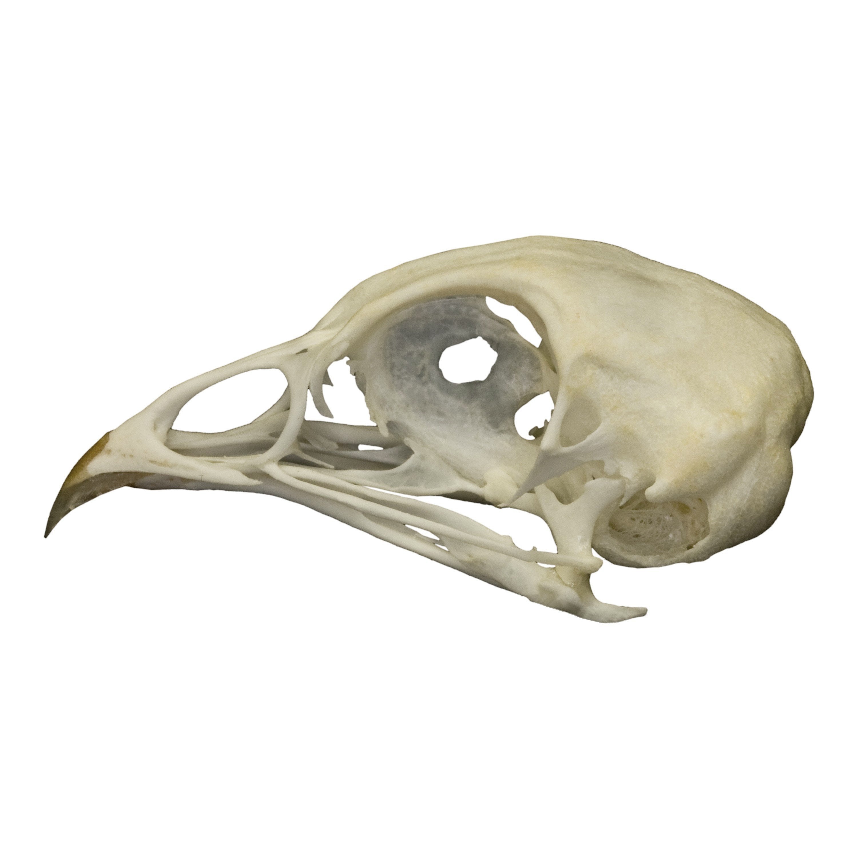Authentic Real Quail Skull Specimen - Unique Taxidermy Collectible for Gothic Decor, Witchcraft Altars & Oddity Cabinets