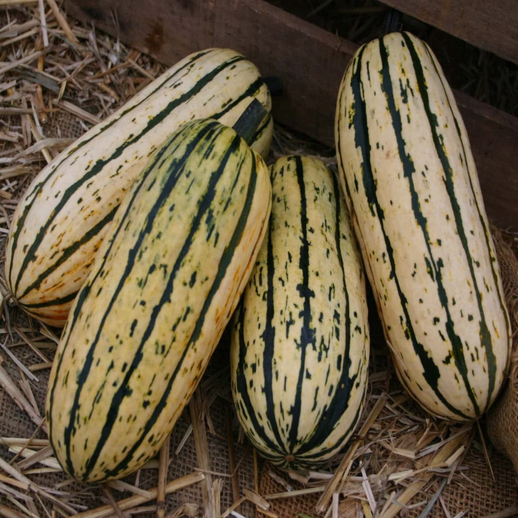 PAPAW'S GARDEN SUPPLY LLC Delicata Bush Winter Squash Seeds - 20 Count | Non-GMO, Heirloom Vegetable Seeds for Home Gardening, Fall Harvest & Organic Farming