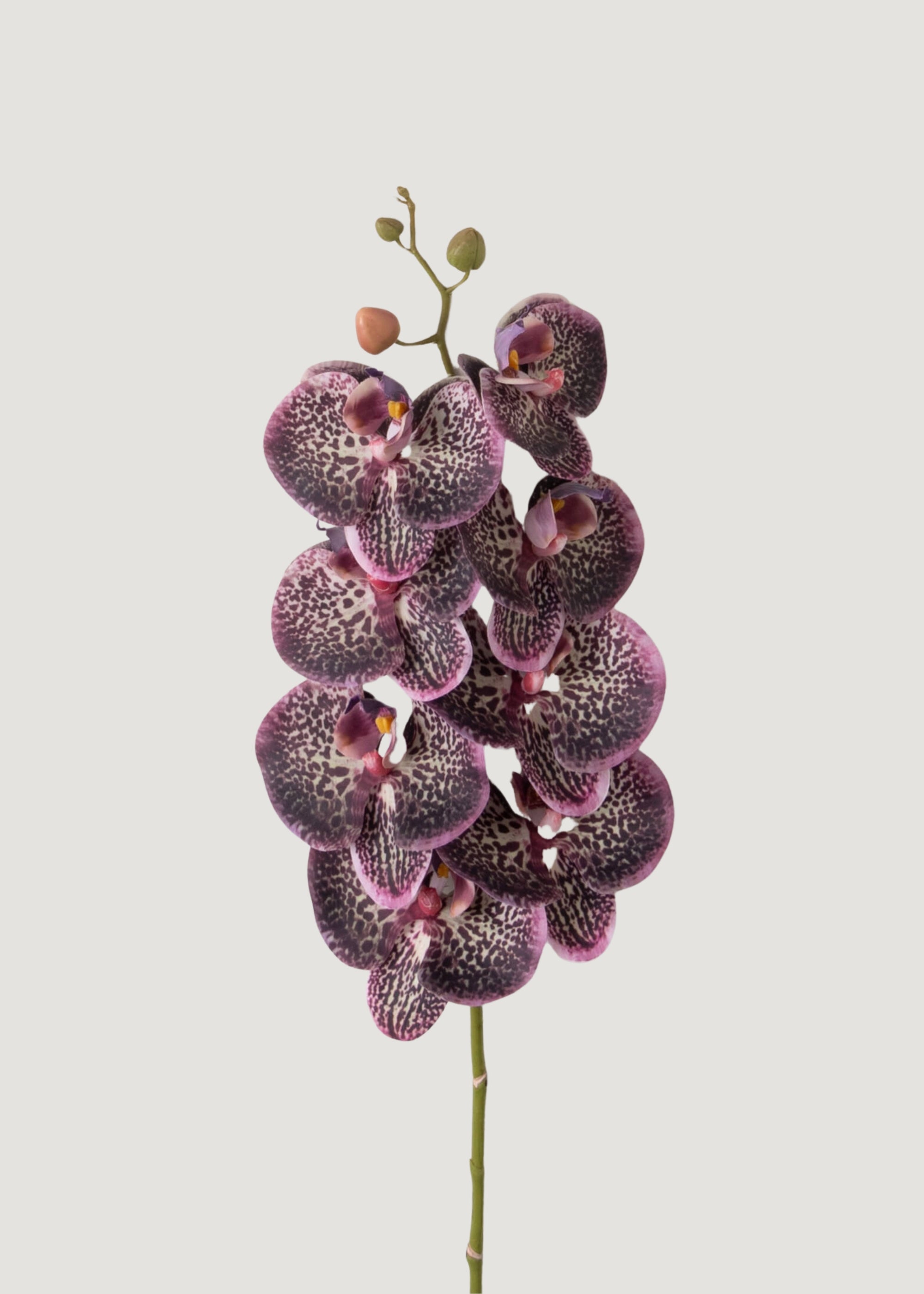 Premium Real Touch Phalaenopsis Orchid in Plum - 35