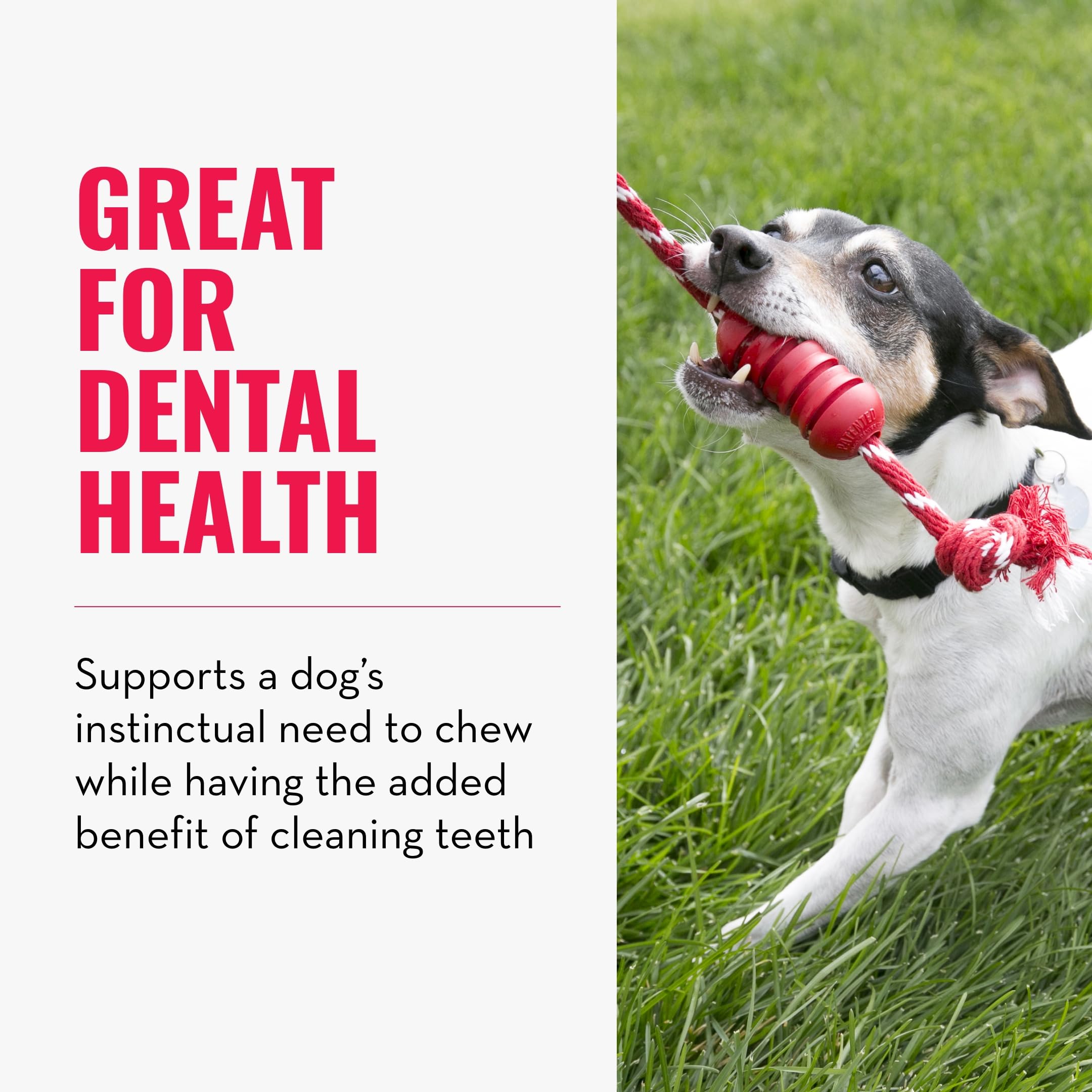 Durable KONG Dental Chew Toy with Rope for Medium Dogs - Natural Rubber Teething & Gum Cleaning Toy - Stuffable Interactive Dog Chew for Dental Care - Satisfies Chewing Instincts & Promotes Oral Health - Perfect for Playtime, Training Rewards and Anxiety Relief
