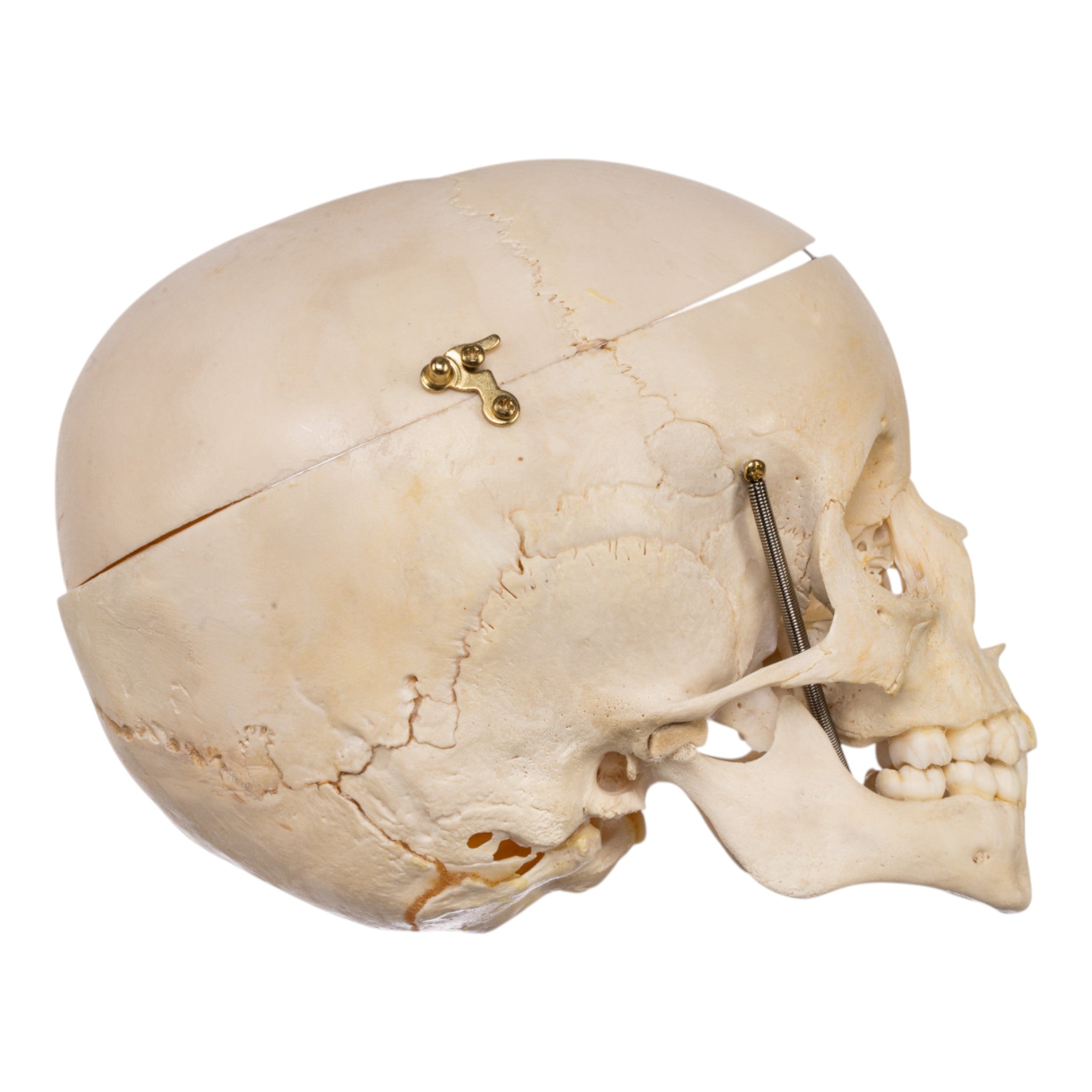 Authentic Real Human Child Skull Replica - Medical Education, Forensic Study & Halloween Decor