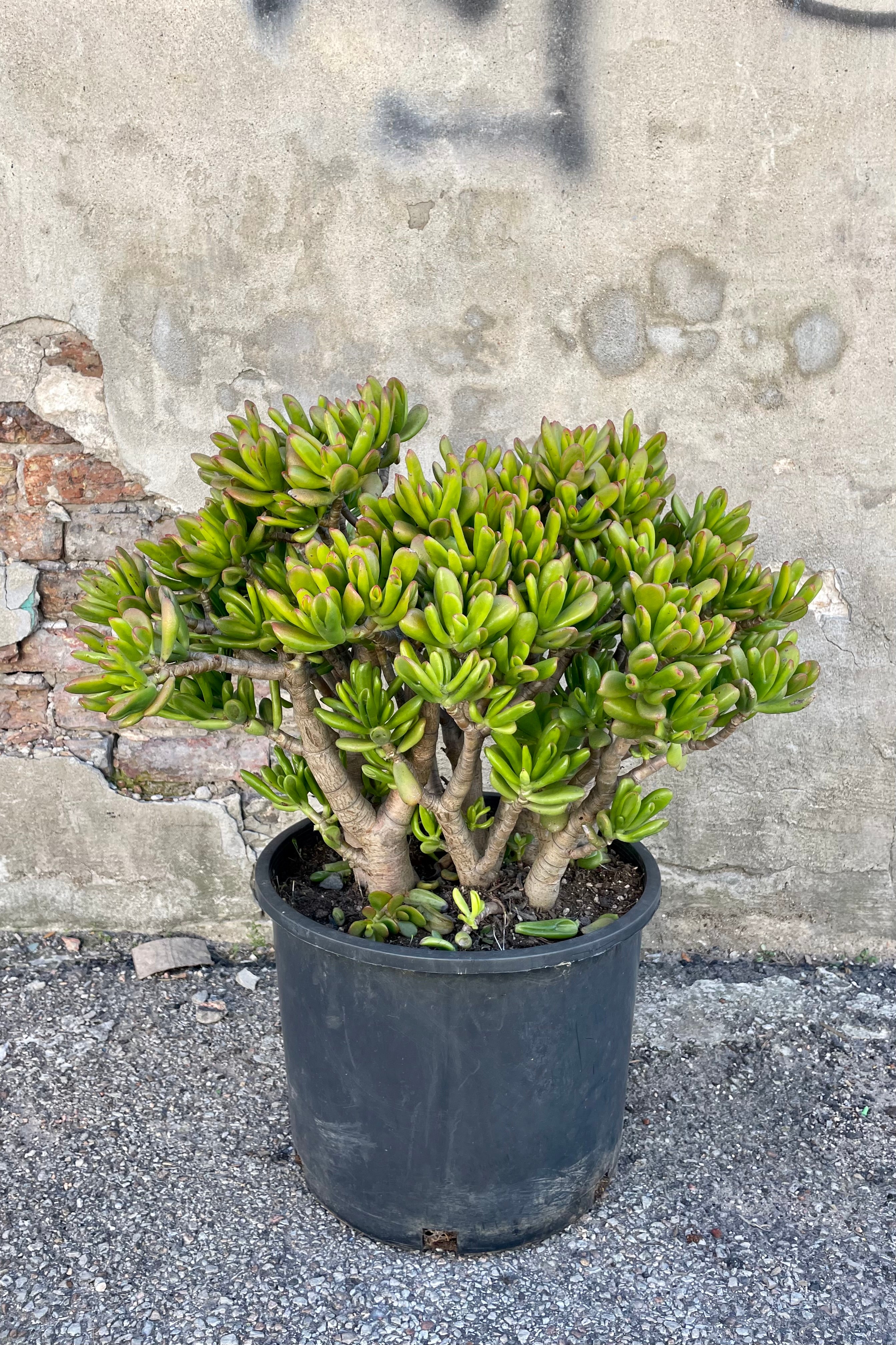 Crassula Ovata 'Hobbit' Jade Plant - 7 Gallon Pot Size - Perfect for Indoor Succulent Gardens, Home Decor & Office Plants
