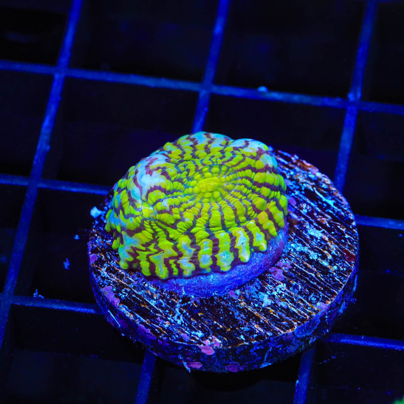Premium Convict Chalice Coral for Saltwater Aquariums – Vibrant Marine Coral for Reef Tanks & Aquatic Displays