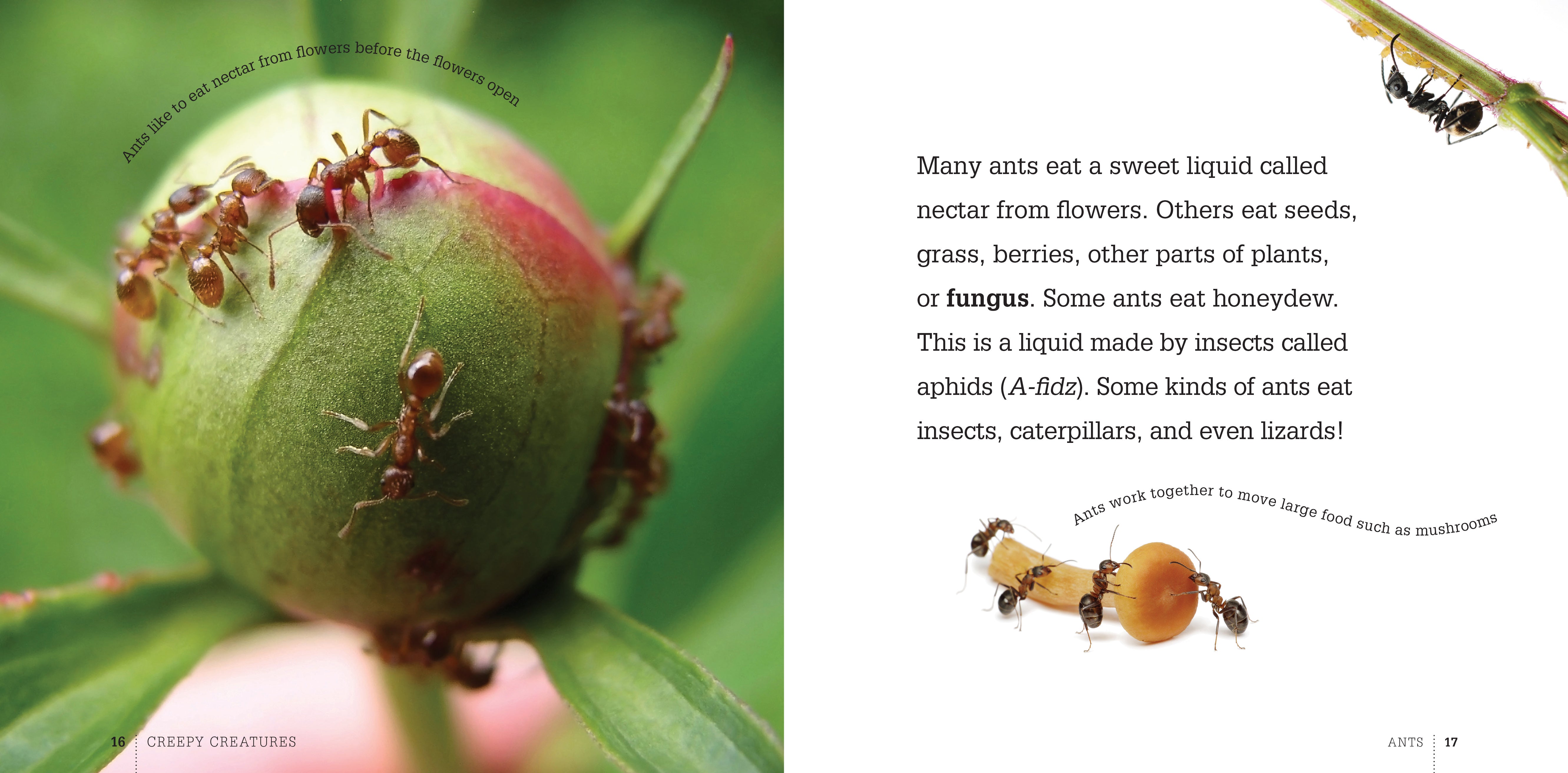 Ants: The Ultimate Guide to Species and Behavior - 9781608182305 | Perfect for Nature Enthusiasts & Science Research