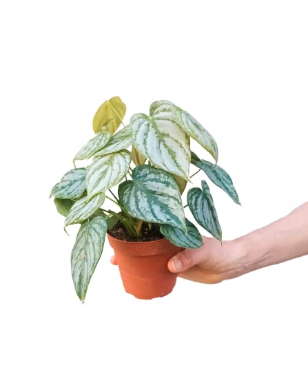 Philodendron 'Brandi' - 6 Inch Live Indoor House Plant | Easy Care Low Maintenance Air Purifying Plant | Perfect for Home Office Decor & Gift Ideas | Includes Free Care Guide