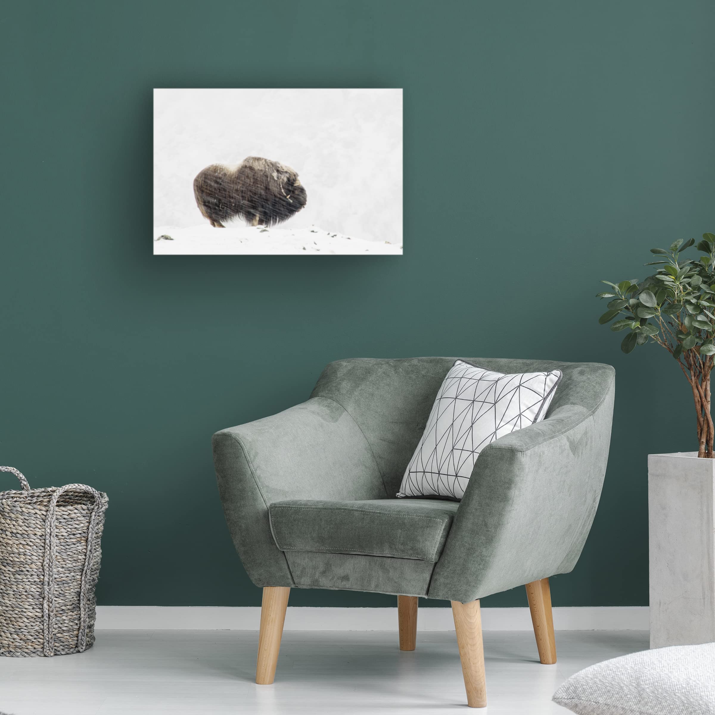 Trademark Fine Art 'Musk Ox Solitude' Canvas Wall Art Print by Thomas Olaussen - Wildlife Nature Decor for Living Room, Office & Cabin