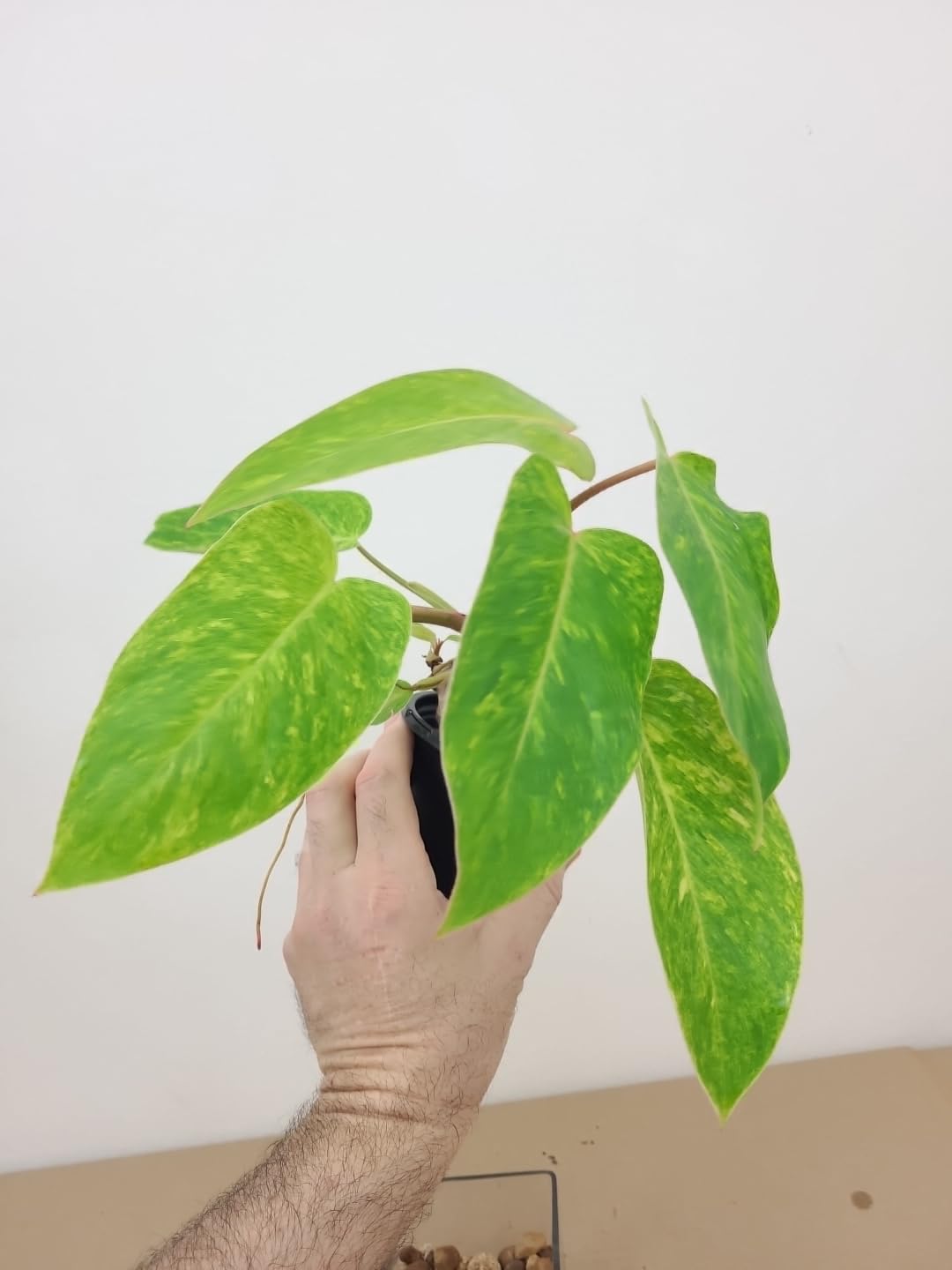Philodendron Painted Lady Live Plant - Variegated Houseplant in 4