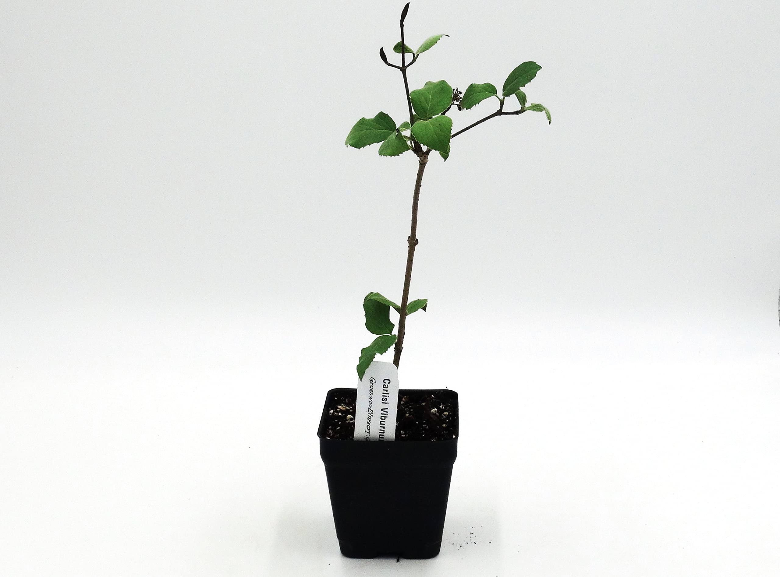 Korean Spice Viburnum (Viburnum Carlesii) - Fragrant Flowering Shrub Plants (10-Pack Pint Pots) | Perfect for Garden Borders, Hedges & Fragrant Landscaping | Live Plants by Greenwood Nursery