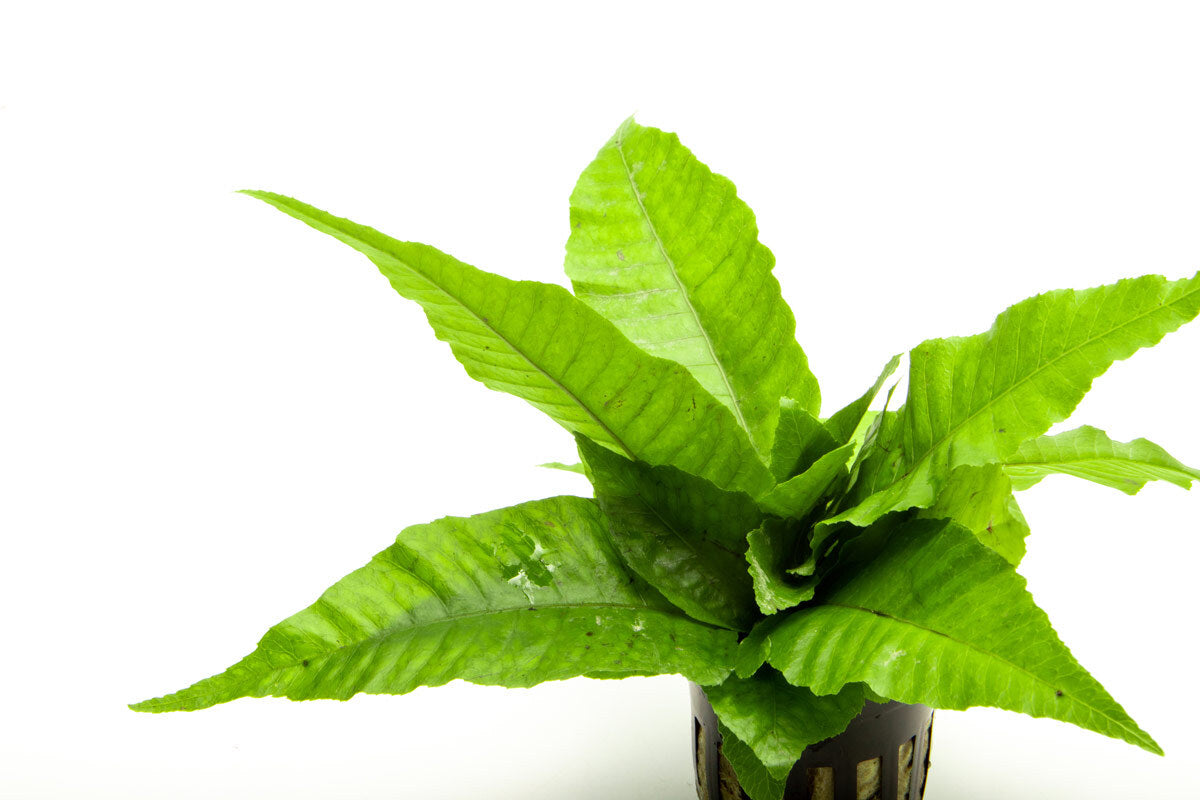Bolbitis Heteroclita Aquatic Plant for Aquariums - Perfect for Freshwater Fish Tanks, Aquascaping & Low-Light Aquarium Decor