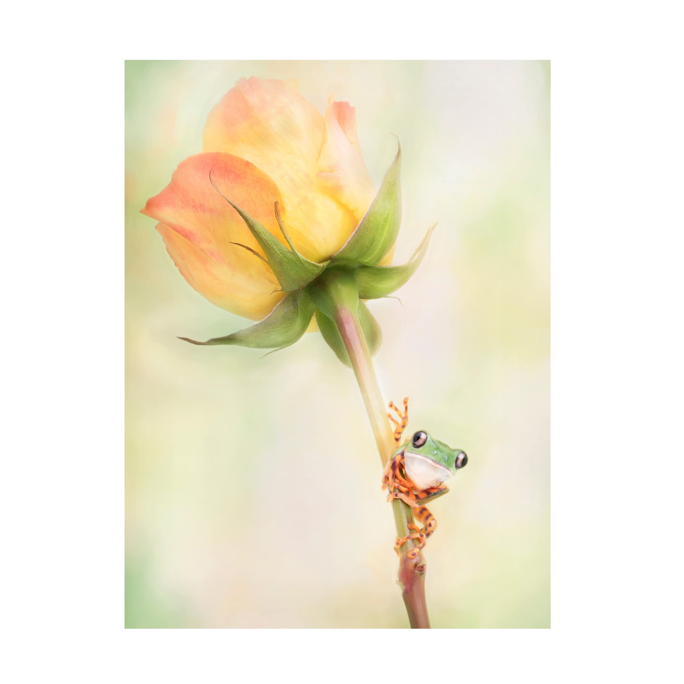 Trademark Fine Art 'Tiger Leg Monkey Tree Frog' Canvas Wall Art by Linda D Lester - Vibrant Tropical Frog Painting for Living Room, Bedroom & Office Decor