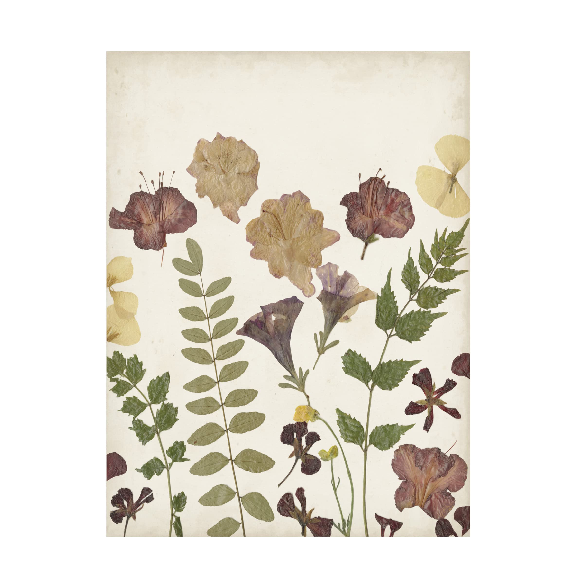 Pressed Flower Arrangement II Canvas Wall Art by Regina Moore - Botanical Floral Home Decor for Living Room, Bedroom & Office - Trademark Fine Art Collection