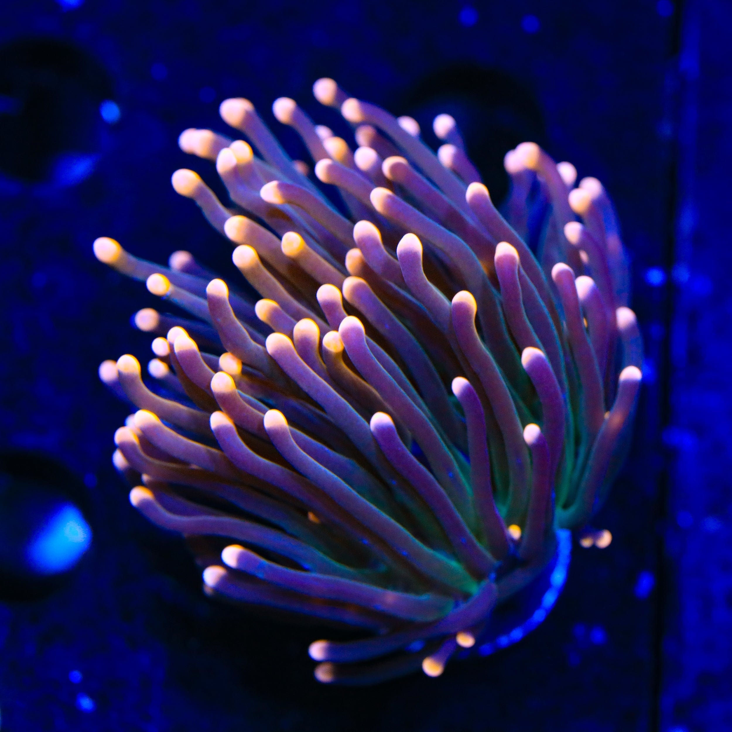 Free Bird Cristata Coral - Stunning Home & Office Decor for Aquariums, Terrariums & Zen Gardens | Perfect for Relaxation & Stress Relief