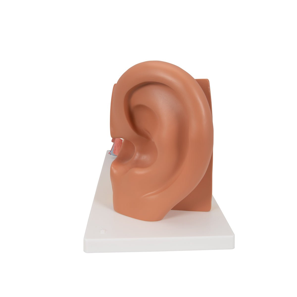 Giant Ear Anatomy Model - 3X Life Size, 4-Part Human Ear Display for Medical Education & Science Classrooms | Perfect for Doctors, Students & Biology Labs