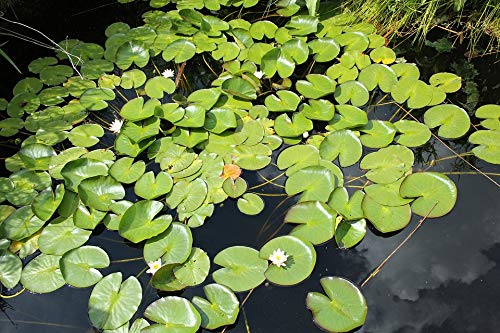 20x30 Inch Laminated Green Nature Outdoor Pond Poster - Vibrant Colors & HD Imagery - Perfect for Home, Office, or Garden Decor - Fits Standard Picture Frames