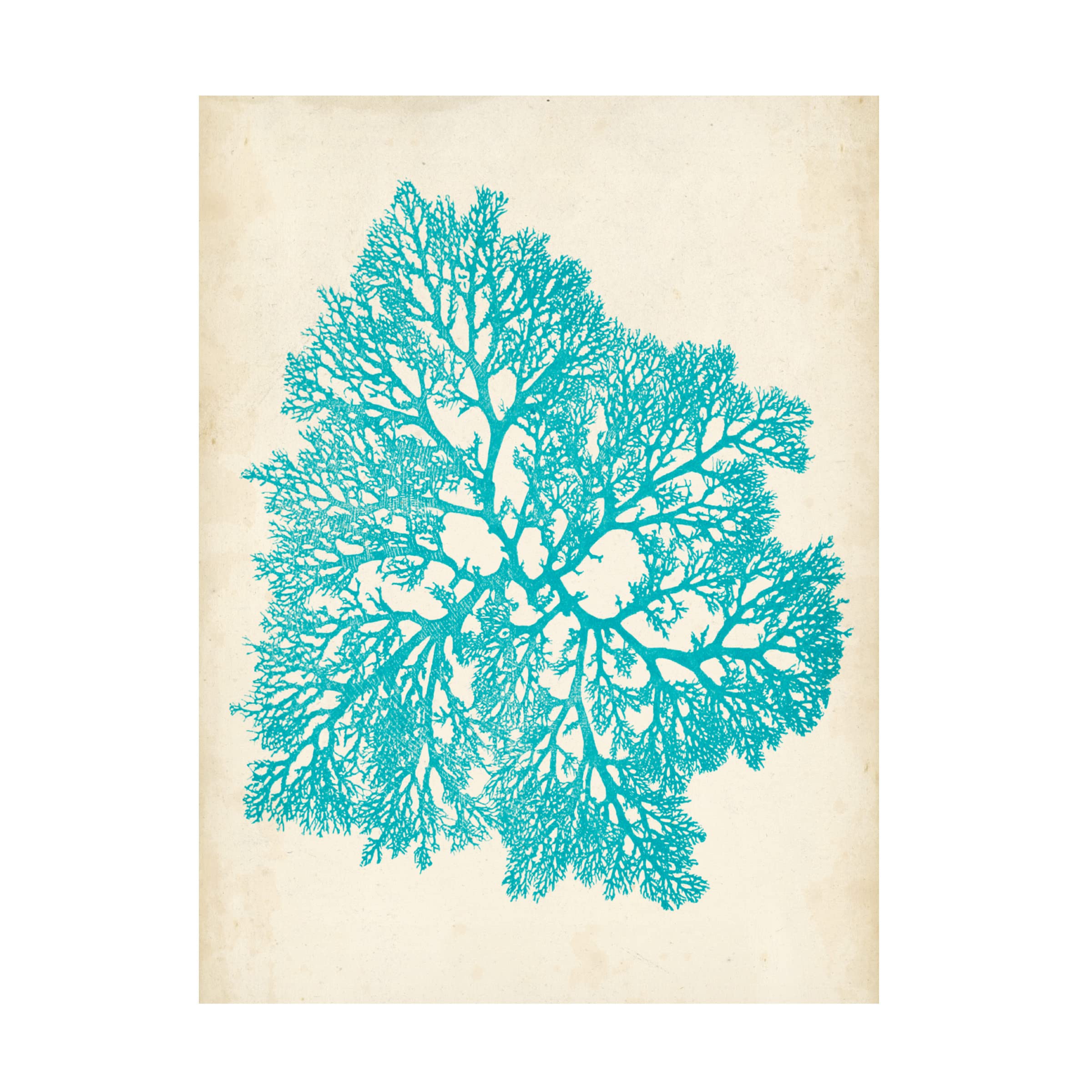 Trademark Fine Art 'Aquamarine Seaweed V' Canvas Wall Art Print by Vision Studio - Modern Ocean Themed Home Decor for Living Room, Bedroom & Office