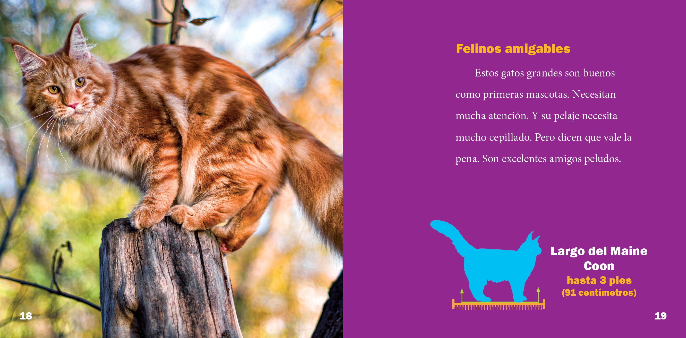 Premium Maine Coon Cat Supplies - Grooming, Food & Accessories for Large Breed Cats | Perfect for Playtime & Cuddles