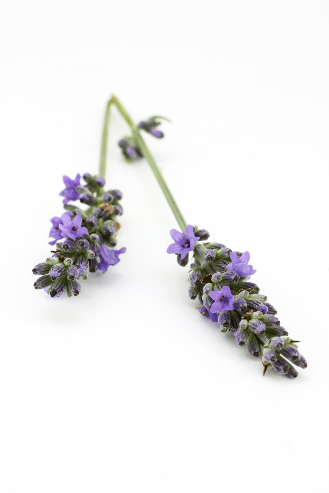 Organic Lavandin Grosso Essential Oil - Pure & Natural Aromatherapy Oil for Relaxation, Stress Relief & Home Fragrance