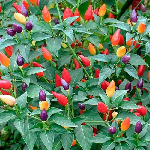 Non-GMO Mini Ornamental Pepper Seeds Mix - Indoor Decorative Vegetable Planting for Home Garden, Kitchen Herb Pots & DIY Gifts