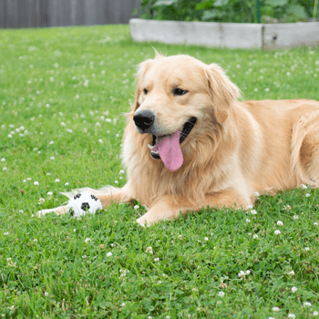 Gnawsome Squeaker Soccer Ball - Durable Dog Toy for Chewing & Play - Perfect for Fetch, Training & Outdoor Activities