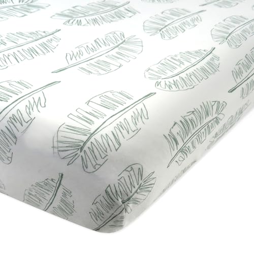 1 Pack - Jumbo Leaf Sage
