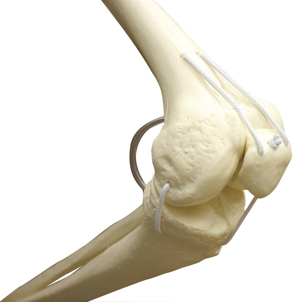 Posable Functional Skeleton Model - Frank Anatomical Figure for Medical Education & Halloween Decor | Perfect for Classroom, Doctor Office & Haunted House Displays