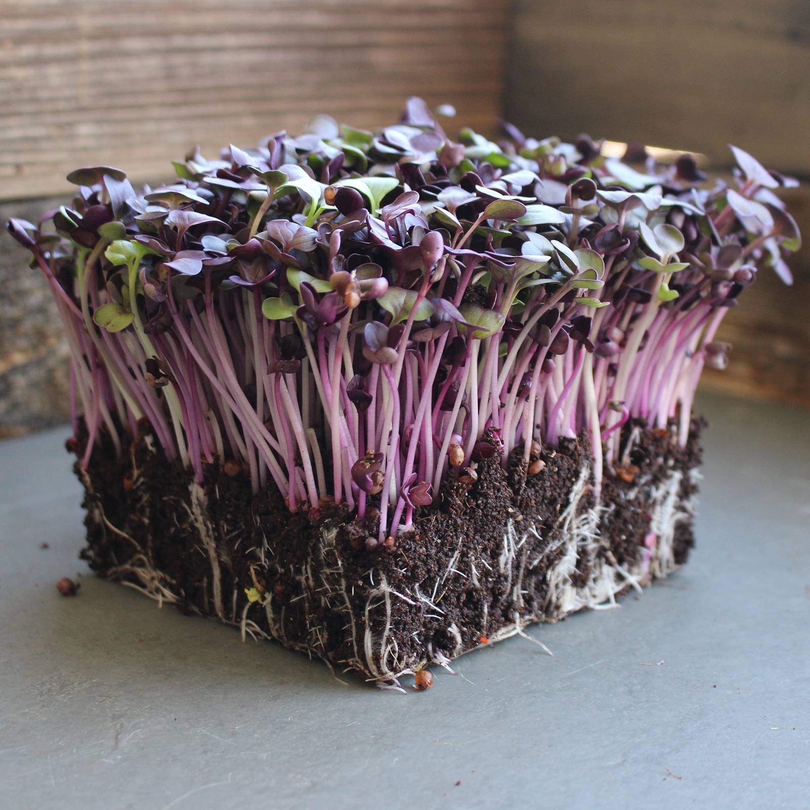 Organic Rambo Purple Sprouting Radish Seeds - 25 Lb Bulk Non-GMO Heirloom Seeds for Microgreens, Sprouting & Vegetable Gardening (Raphanus sativus) - Perfect for Home Gardens, Farmers Markets & Healthy Eating