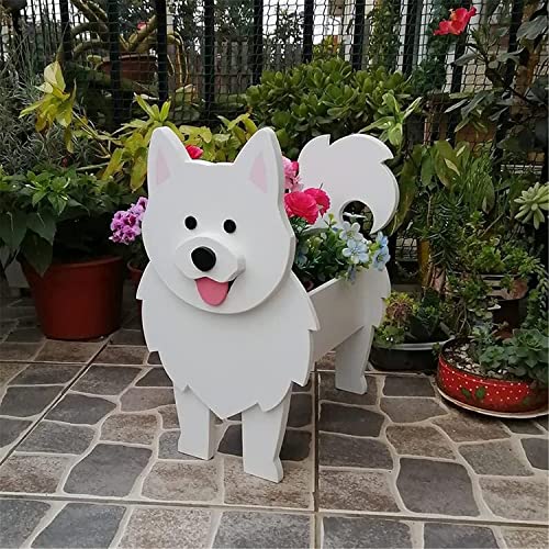 Samoyed