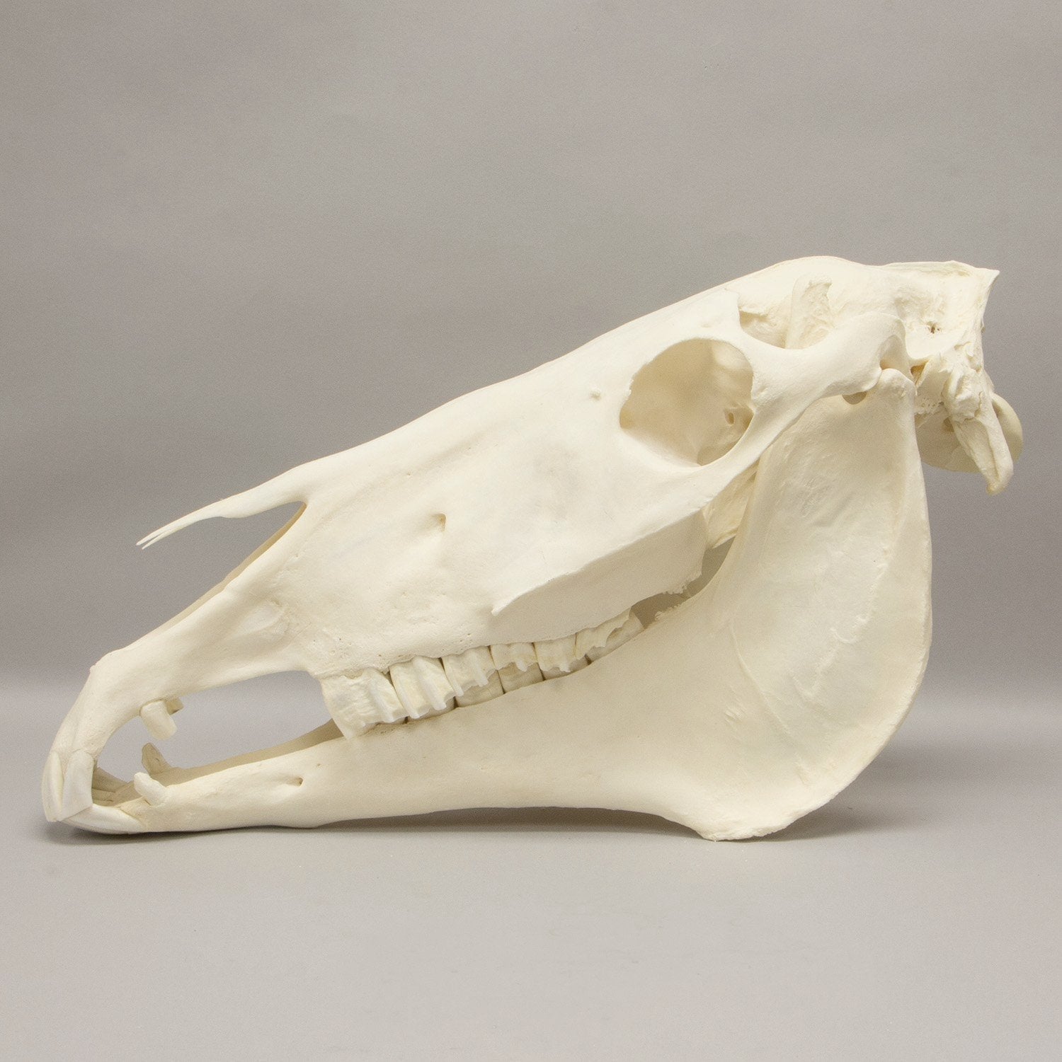 Real Horse Skeleton Disarticulated - Authentic Anatomical Specimen for Veterinary Study, Biology Education & Halloween Decor