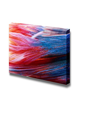 Fighting Fish