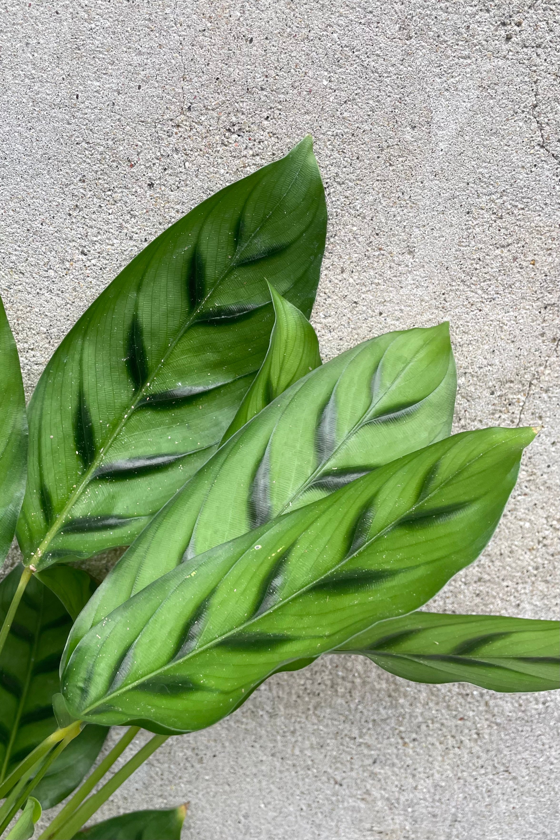 Calathea 'Leopardina' 4 Inch Live Plant - Rare Prayer Houseplant with Stunning Leopard-Patterned Leaves for Home & Office Decor