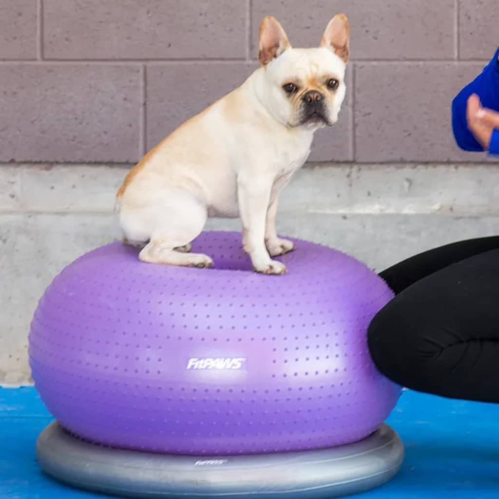 FitPAWS® TRAX™ Donut Dog Balance Training Platform - Core Strength & Stability Exercise Equipment for Canine Fitness - Perfect for Agility Training, Rehabilitation & Indoor Workouts