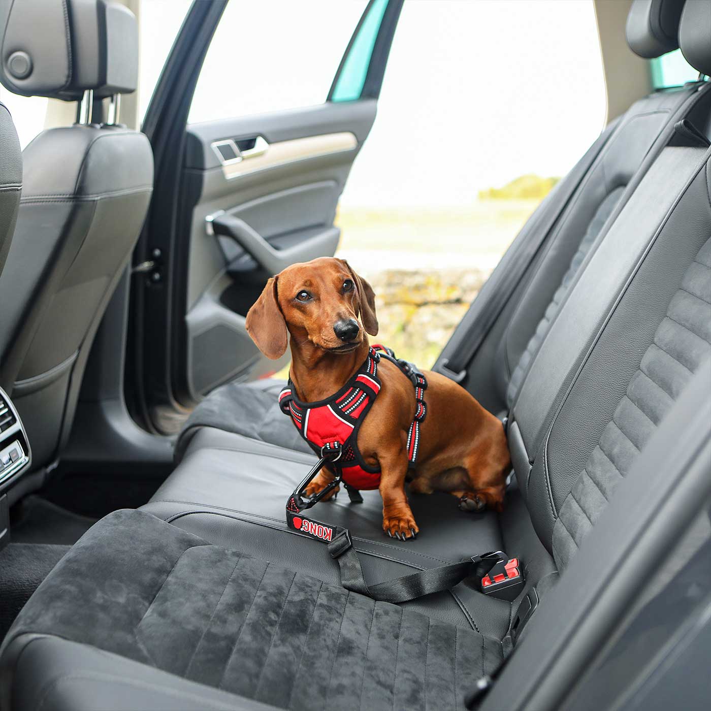 Durable KONG Seat Belt Tether for Dogs - Safe Car Travel Restraint for Small, Medium & Large Breeds | Perfect for Road Trips, Vet Visits & Daily Commutes
