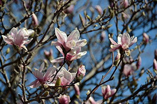 20x30 Inch Laminated Floral Poster - Vibrant Magnolia Blossom Spring Wall Art for Home & Office Decor | Perfect for Living Room, Bedroom, Kitchen & Gift Giving