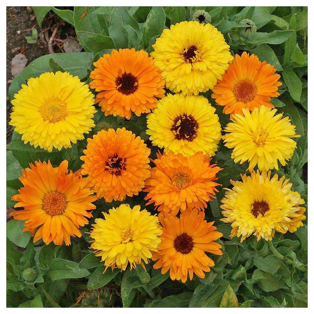500 Pacific Beauty Mix Calendula Wildflower Seeds - Premium Gold Vault Jumbo Seed Packet for Home Garden, Landscaping & Pollinator-Friendly Planting